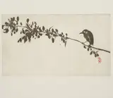 Brett Whiteley, Bird on a Branch 1977, 1977, sugarlift aquatint on paper
