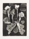 Fred Williams, Lilies 1962, 1962, aquatint, drypoint and engraving