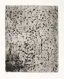 Fred Williams, Forest of Gum Trees 1965-66, 1965-66, etching, flat biting and mezzotint