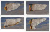 Tim Storrier, Text Wing no.1-4 (Dust and Ashes Series) 2003, 2003, synthetic polymer paint on panel (4)