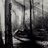 Max Dupain, Blue Gum Forest, Grose Valley 1950
