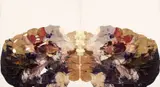 Ben Quilty, Skull Rorschach #6 2008, 2008, oil rorschach on linen (diptych)