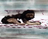 Lion c1963, Menzies 2012