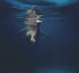 Martine Emdur, Coast 2008, 2008, acrylic on canvas