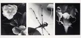Max Dupain, Flowers and Dragonfly 1980s