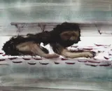 Lion c1963, Menzies 2011