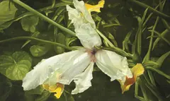 Iris 2000 by Elisabeth Kruger, 2000, oil on linen, sold Sep 2011