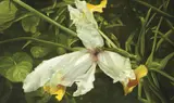 Elisabeth Kruger, Iris 2000, 2000, oil on linen