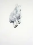 Michael Zavros, Springfall White 2006