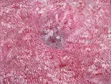 Wildflower Dreaming 1995 by Emily Kame Kngwarreye, 1995, Wildflower Dreaming, sold Jun 2010