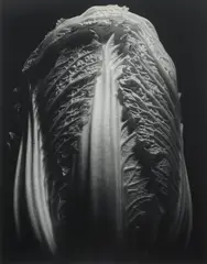 Cabbage 1986 by Max Dupain, 1986, silver gelatin photograph, sold Sep 2009