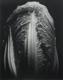 Max Dupain, Cabbage 1986