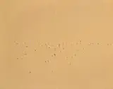 Fred Williams, Australian Landscape I 1969, 1969, oil on canvas