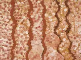My Country 1995 by Emily Kame Kngwarreye, 1995, My Country, sold Jun 2009