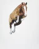 Michael Zavros, Springfall - Chestnut 2006