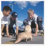 Patricia Piccinini, Social Studies (SO2 Series 2) 2001 [this image dated 2006]