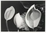 Max Dupain, Monsteria Deliciosa 1970
