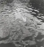 The Floater 1939 by Max Dupain, 1939, silver gelatin photograph, sold Mar 2009