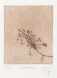 John Olsen, Banksias 1978, 1978, etching