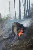 Karol Palczak, Płonący pniak, 2021, olej, blacha aluminiowa