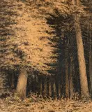 Leon Wyczółkowski, Wnętrze lasu, tusz, papier