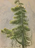 Leon Wyczółkowski, Limba na tle Mnicha, 1915, pastel, kredka litograficzna, węgiel, papier