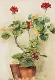 Apoloniusz Kędzierski, Pelargonie, akwarela, papier