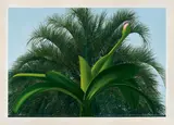 William Delafield Cook, A Plant and a Tree 1971, 1971, synthetic polymer paint on canvas
