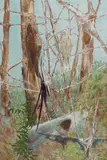 Clifton Pugh, Bird Watchers on the Coast 1962