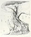 Brett Whiteley, Moreton Bay Fig (1979), 1979, etching on paper
