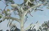 Cressida Campbell, Angophora, Nielsen Park (1995)