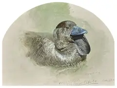 Raymond Ching, Musk Duck, oil on composition board