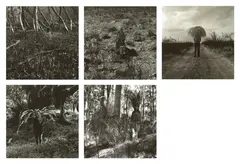 Simryn Gill, Vegetation (1999), 1999, silver gelatin photograph (5)