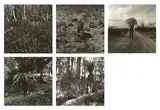 Simryn Gill, Vegetation (1999), 1999, silver gelatin photograph (5)