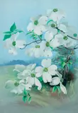Ellis Rowan, Cornus Florida Cornaceae (circa 1890)