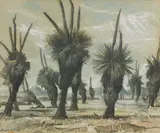 Hans Heysen, Blackboys (Xanthorrhoea) (1931)