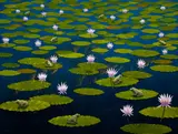 Lin Onus, Frogs on Waterlilies