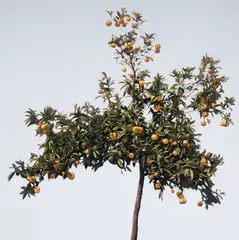 William Delafield Cook, The Orange Tree I 2002, 2002, synthetic polymer paint on canvas