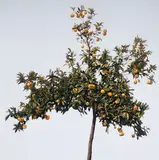 William Delafield Cook, The Orange Tree I 2002, 2002, synthetic polymer paint on canvas