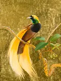 Blake Twigden, Greater Bird of Paradise and Berries 1987, 1987, oil and gold-leaf of composition board