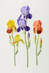 Bearded Irises by Paul Jones, watercolour on paper, sold Mar 2015
