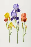 Paul Jones, Bearded Irises