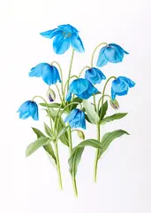 Himalayan Poppy by Paul Jones, watercolour on paper, sold Mar 2015