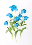 Paul Jones, Himalayan Poppy