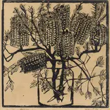 Margaret Preston, Banksia (circa 1925)