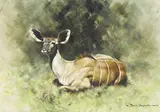 David Shepherd, Kudu Calf 1968, 1968, oil on canvas