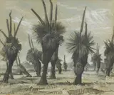 Hans Heysen, Blackboys (Xanthorrhoea) (1931), 1931, charcoal and chalk on paper