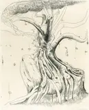 Brett Whiteley, Moreton Bay Fig (1979), 1979, etching on paper
