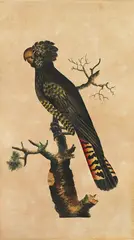 Sarah Stone, Black Cockatoo (circa 1800-1805), 1800-1805, watercolour and indian ink on paper