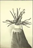 David Hockney, Potted Daffodils 1980, 1980, lithograph